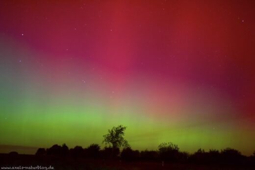 Aurora