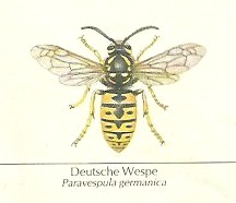 Deutsche Wespe