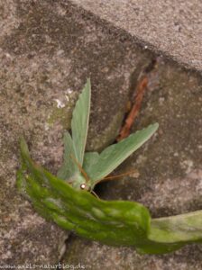 Grünes Blatt (Geometra papilionaria)