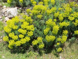(Euphorbia characias)