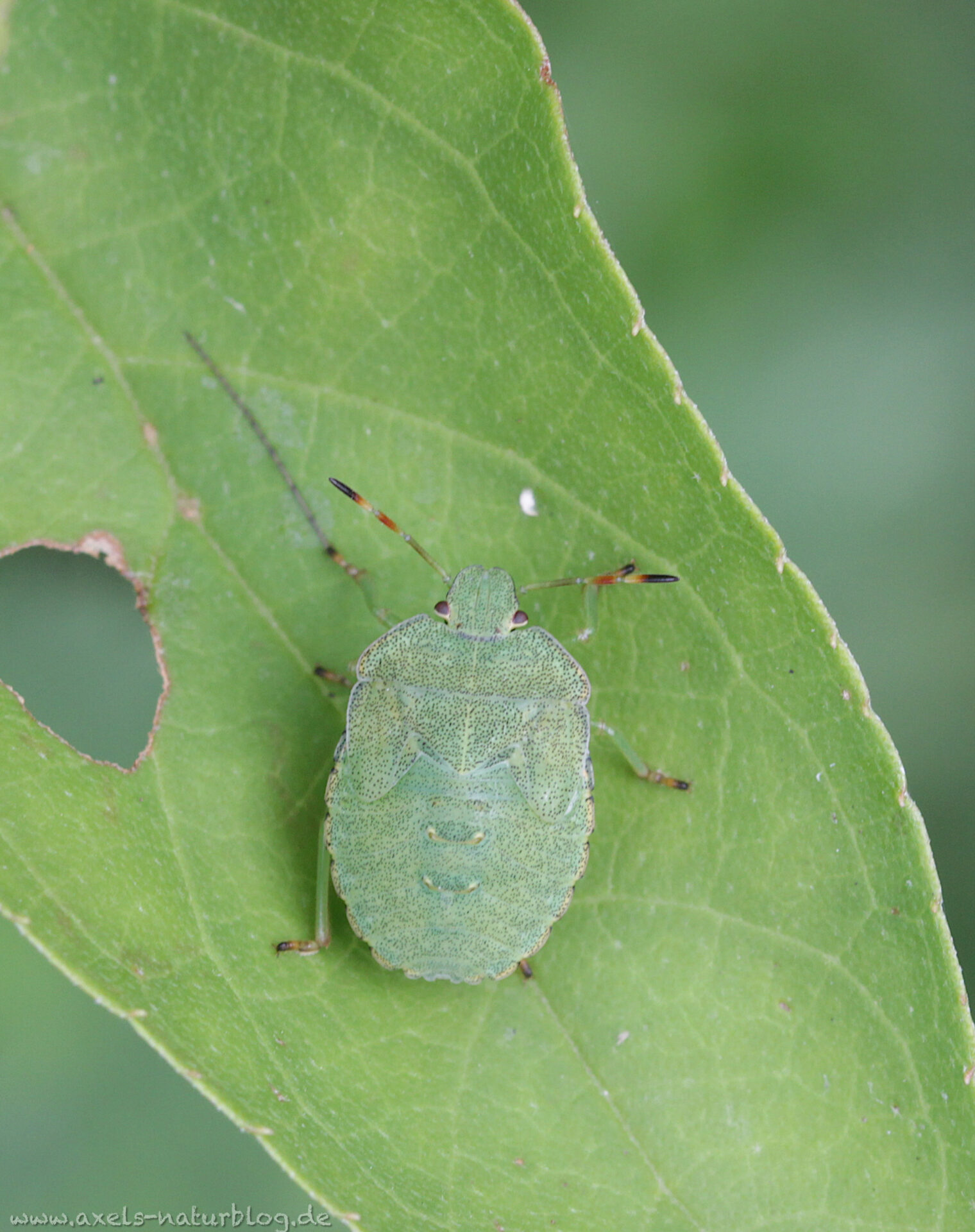  Grüne Stinkwanze (Palomena prasina)