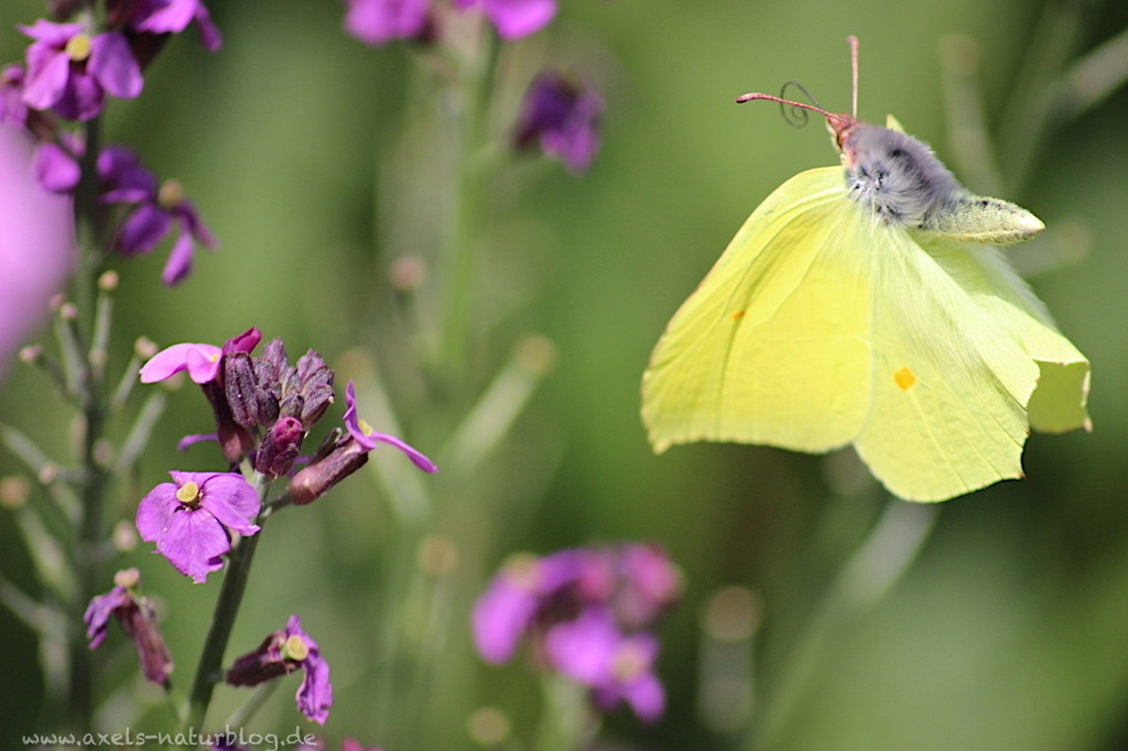 Insekten im Winter bei minus 20 Grad - Zitronenfalter und andere Insekten  überleben Kälte.