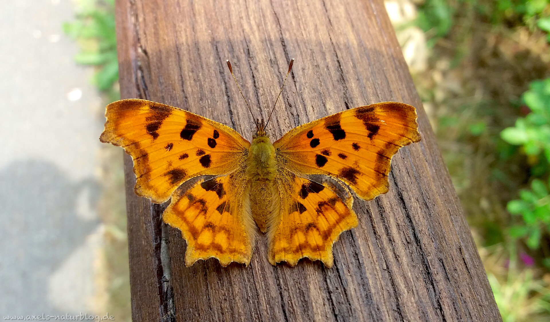 C-Falter (Polygonia c-album)